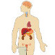 The anatomy and physiology of the endocrine system