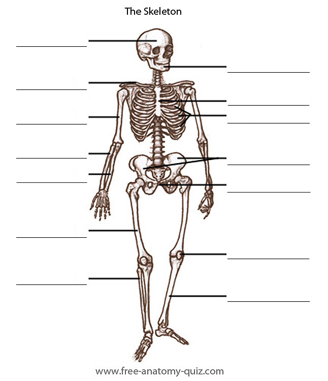 The Bones of the Skeleton Image