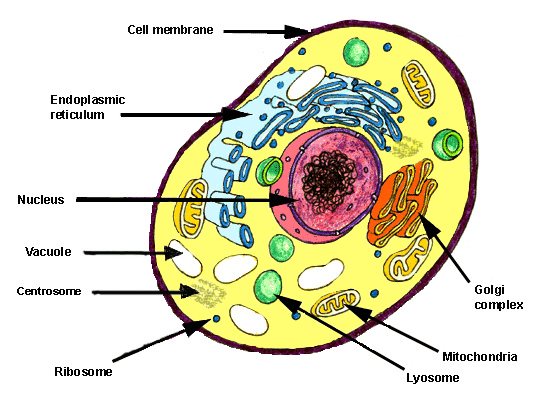 The anatomy of a eukaryotic cell