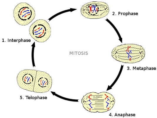 The stages of cell mitosis