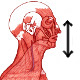 The muscles of the head and neck, actions