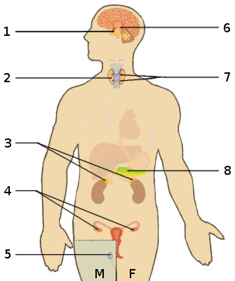 Organs and parts of the endocrine system