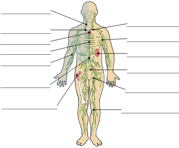 The Lymphatic System Image