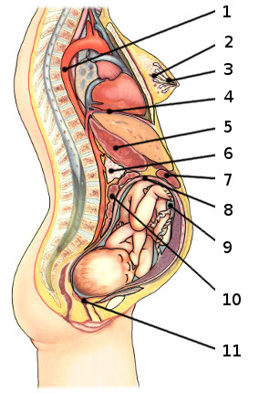 the anatomy of pregnancy, labelled image