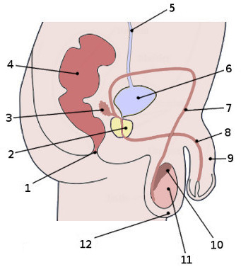 An image of the male reproductive system, labelled
