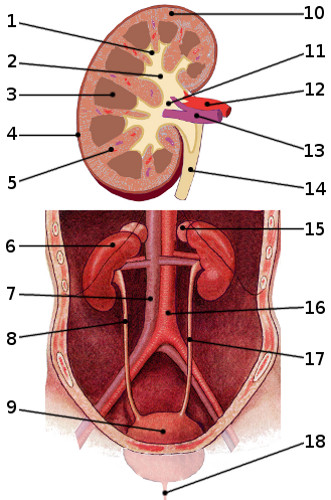 the reproductive system, labelled
