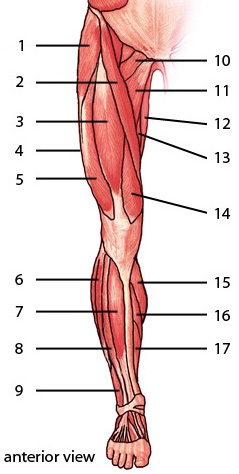 The muscles of the lower limb, anterior aspect