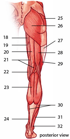 The muscles of the lower limb, posterior aspect