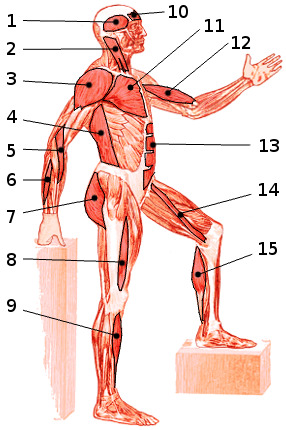 The muscles of the body, side view 1