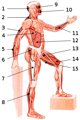 The muscles of the body, side view 2