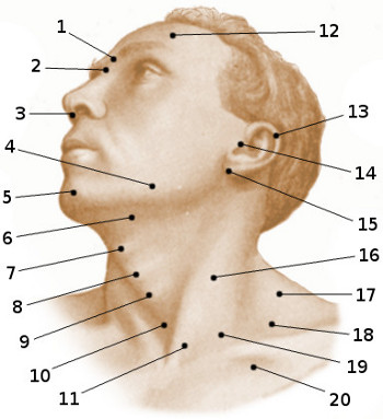 Surface anatomy of the head and neck