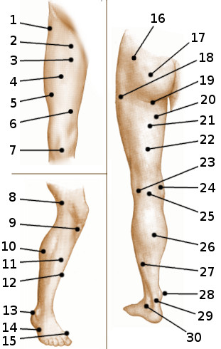 Surface anatomy of the leg
