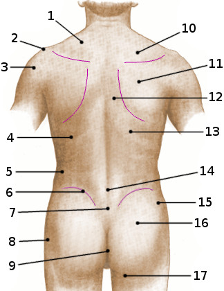 Surface anatomy of the torso, posterior