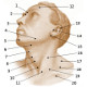 The surface anatomy of the human head and neck