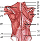 The muscles of the human torso, back view