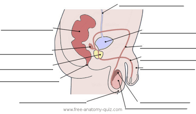 The Male Reproductive System Image