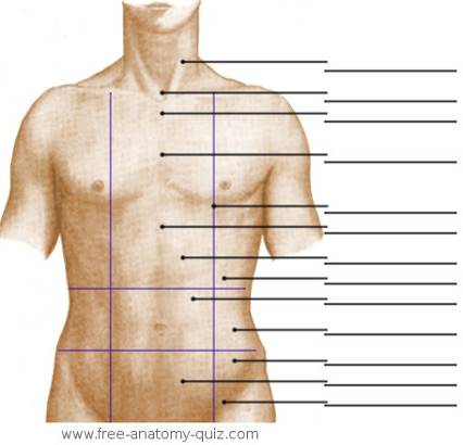 The Surface Anatomy of the Abdominal Area Image 